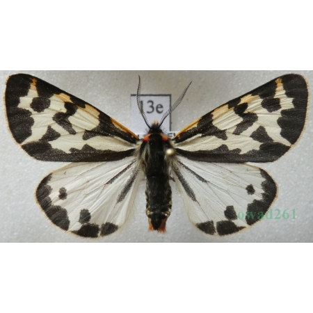 Parasemia plantaginis (Linnaeus, 1758) form white Niedźwiedziówka babkówka, misiówka czwórka Poland13e